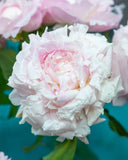 Myrtle Gentry Peony