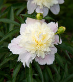 Primevere Peony