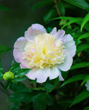 Primevere Peony