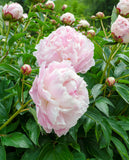Shirley Temple Peony