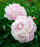 Shirley Temple Peony