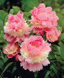Sorbet Peony