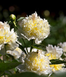 Top Brass Peony 