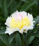 Top Brass Peony 