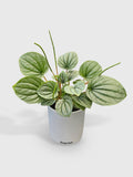 Peperomia Frost Silver Watermelon