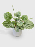 Peperomia Frost Silver Watermelon