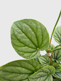 Peperomia Frost Silver Watermelon