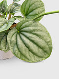 Peperomia Frost Silver Watermelon