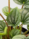 Peperomia Frost Silver Watermelon