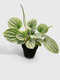 Peperomia Frost Silver Watermelon