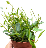 Peperomia 'Angulata'