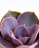Close-up of a purple Echeveria 'Perle Von Nurnberg' with a blurred background