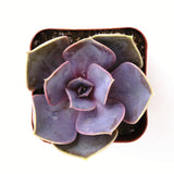 Purple Echeveria 'Perle Von Nurnberg' plant in a pot on a white background