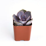 Echeveria 'Perle Von Nurnberg'