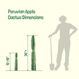 Peruvian Apple Cactus dimensions shown with a person silhouette and shovel for scale on a white background.