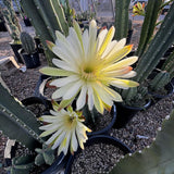 Large Peruvian Apple Cactus yellow flower among cacti in a nursery setting