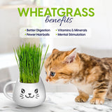 Cat looking at a mug with wheatgrass and text about wheatgrass benefits.