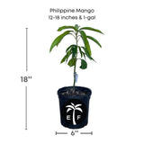 Philippine mango plant in a pot with dimensions and branding on a white background
