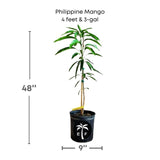 Potted Philippine Mango plant with dimensions and a logo on a white background