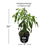 Potted Philippine Mango plant with dimensions on a white background