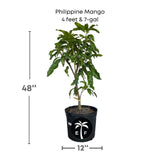 Philippine Mango plant with dimensions and a pot label on a white background