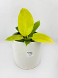 Philodendron Moonlight Lemon Lime Hybrid
