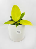 Philodendron Moonlight Lemon Lime Hybrid