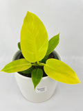 Philodendron Moonlight Lemon Lime Hybrid