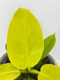 Philodendron Moonlight Lemon Lime Hybrid
