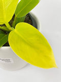 Philodendron Moonlight Lemon Lime Hybrid