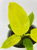 Philodendron Moonlight Lemon Lime Hybrid