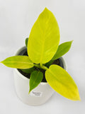 Philodendron Moonlight Lemon Lime Hybrid