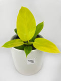 Philodendron Moonlight Lemon Lime Hybrid