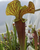 Close-up of a Sarracenia ‘Alata Black x Flava Red’ carnivorous plant with a unique leaf structure.