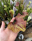 Hand holding a Sarracenia ‘Alata Black x Flava Red’ pitcher plant leaf with a blurred background of more pitcher plants.