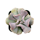 Echeveria 'Cubic Frost'