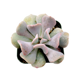 Echeveria 'Cubic Frost'