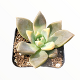 Graptopetalum paraguayense - Blue Haze