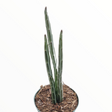 Senecio stapeliiformis Pickle Plant