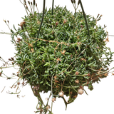 String of Dolphins Senecio peregrinus