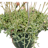 String of Dolphins Senecio peregrinus