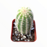 Chamaelobivia 'Rose Quartz' Peanut Cactus