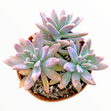 Graptosedum 'Francesco Baldi'