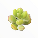 Cotyledon pendens 'Cliff Cotyledon'