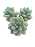 Sedum treleasei
