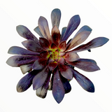 Aeonium arboreum 'Black Rose'