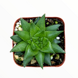 Haworthia marumiana var. batesiana
