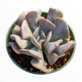 Echeveria 'Cubic Frost'