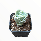 Graptoveria 'Lovely Rose'