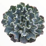 Echeveria 'Blue Frills'